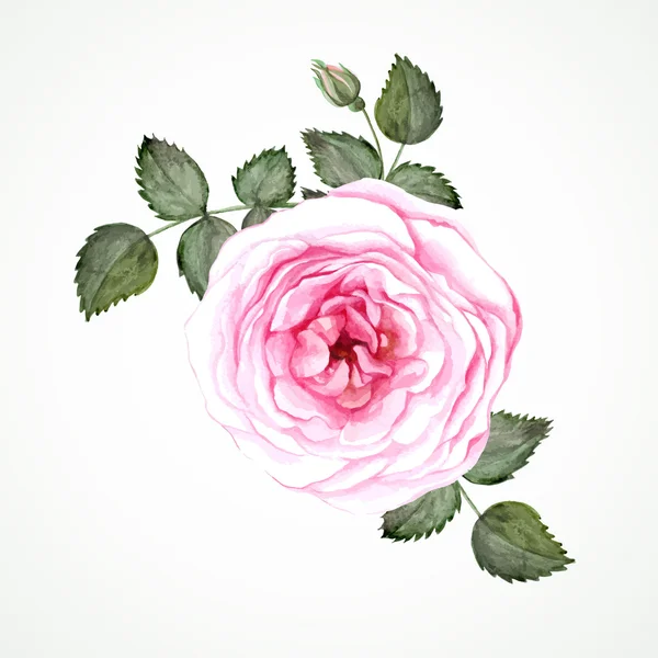 Aquarell Rose blühende Blume — Stockvektor