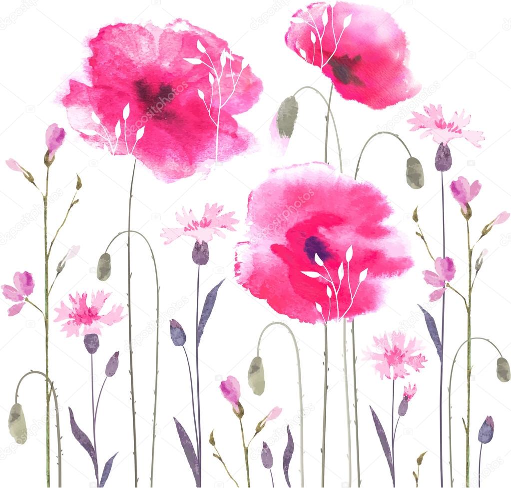 watercolor poppy  blooming flowers