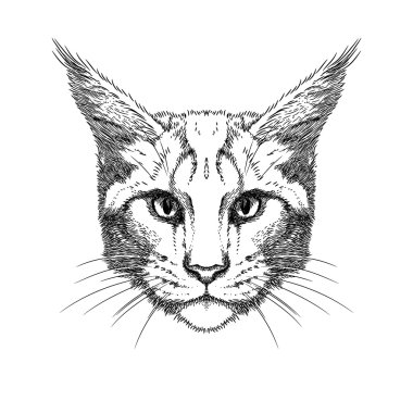 çizilmiş kedi yüz el