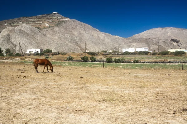 Koně pasoucí se na Santorini — Stock fotografie