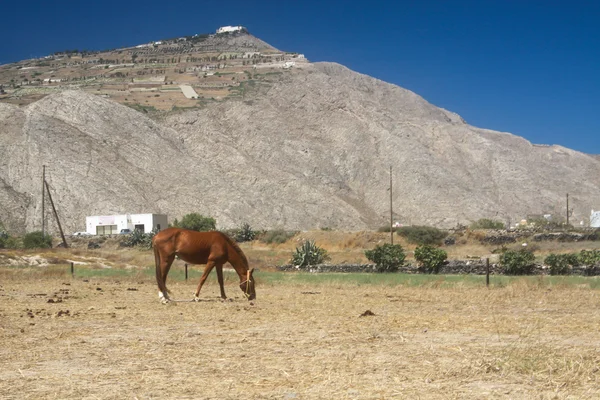 马放牧对圣托里尼岛 — 图库照片