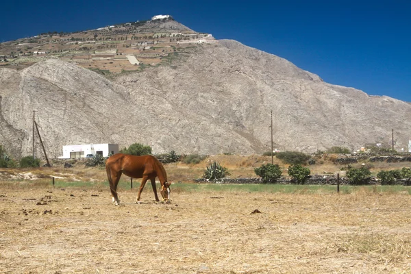 Koně pasoucí se na Santorini — Stock fotografie