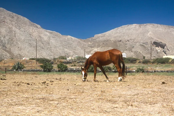 Kuda merumput di Santorini — Stok Foto