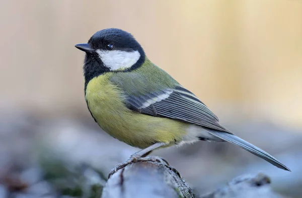 Adult Female Great Tit Parus Major Perched Top Thick Old — Stock Fotó