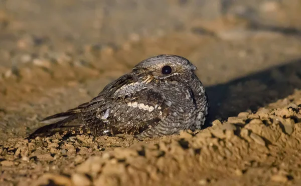 Riskli Avrupa gece kavanozu (Caprimulgus europaeus) bahar gecesi kumlu yolda oturur ve dinlenir 