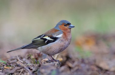 Erkek, Chaffinch (fringilla coelebs), açık kaynak ağacında yere yakın poz verir. 