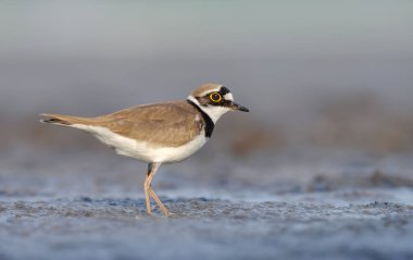 Küçük halkalı yağmurkuşu (Charadrius dubius), tatlı akşam ışığıyla ıslak çamurlu toprakların ortasında duruyor. 