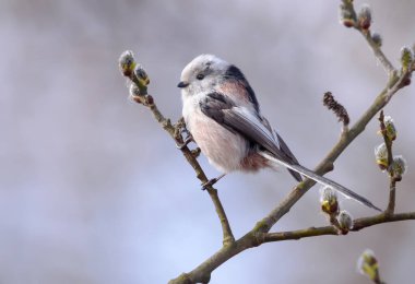 Long-tailed Tit (Aegithalos caudatus) perched on flowering willow bush branch in early spring season 