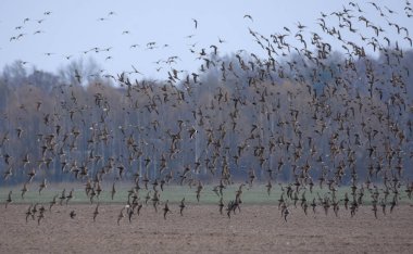 Çok büyük bir yakut sürüsü (Calidris pugnax) bahar göçü sırasında çorak arazi üzerinde uçuyor. 