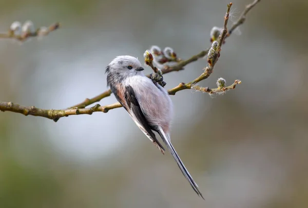 Long Tailed Tit Aegithalos Caudatus Exams Flowering Willow Branches Early — Stock Photo, Image
