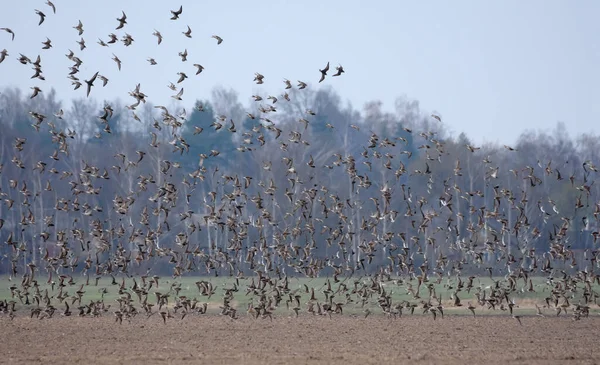 Büyük bir yakut sürüsü (Calidris pugnax) bahar göçü sırasında boş dünya üzerinde uçuyor ve daireler çiziyor 