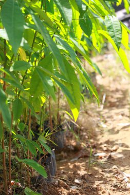 Durian Genç ağaçlar