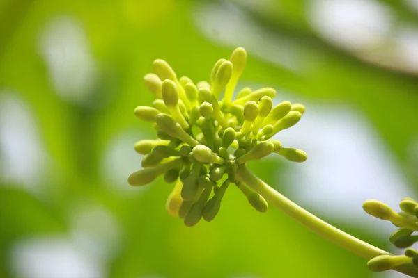 Papaia Flores na árvore — Fotografia de Stock