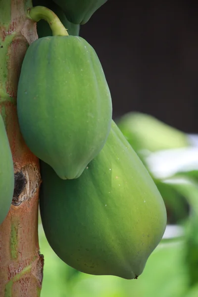 Frutta di papaya su albero — Foto Stock