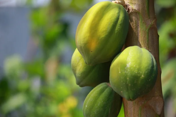 Frutta di papaya su albero — Foto Stock