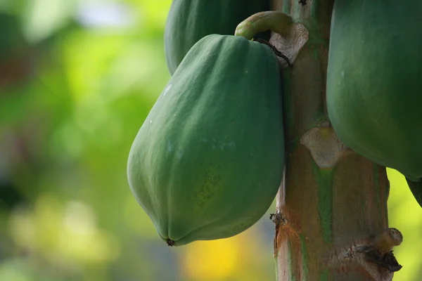 Frutta di papaya su albero — Foto Stock