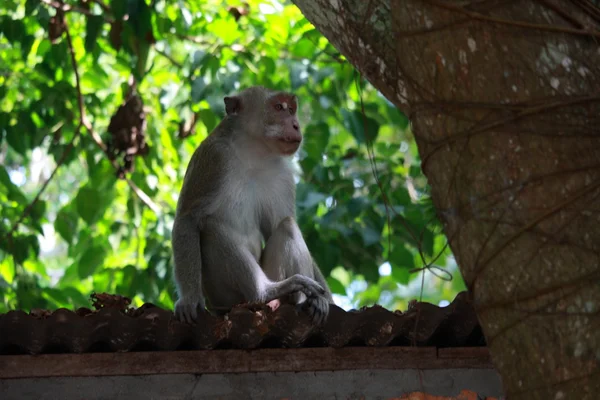 Macaco no telhado da cabine — Fotografia de Stock