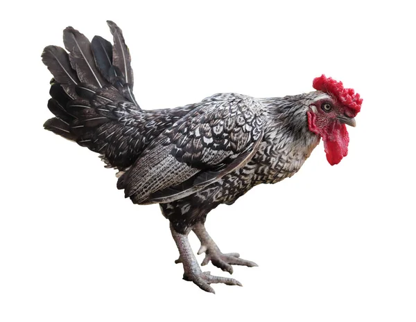 Rooster Mannelijke Kip Geïsoleerd Witte Natuurlijke Kippenboerderij Vee Dieren — Stockfoto