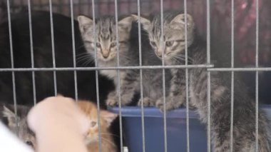 Kafesteki küçük, zavallı kedilere yakın.