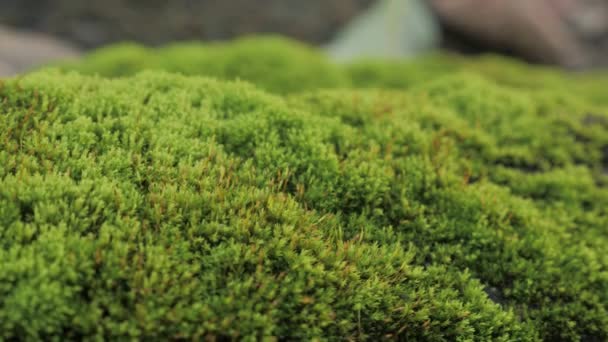 Primo piano di muschio verde, natura ecologia macro pianta — Video Stock