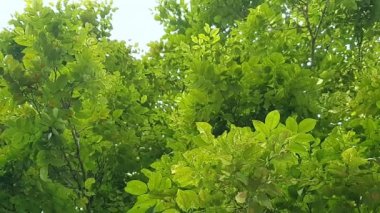 Parktaki yeşil ağaçların alçak açılı görüntüsü, doğal manzara. 