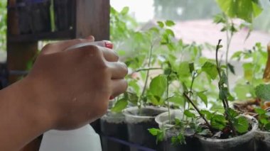 Yeşil bitkilere su sıkmak, bahçedeki tohum ekmek, yakın çekim