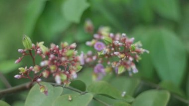 Yıldız meyve çiçeği, averrhoa carambola, Asya ve Amerikan egzotik meyvelerine yakın çekim