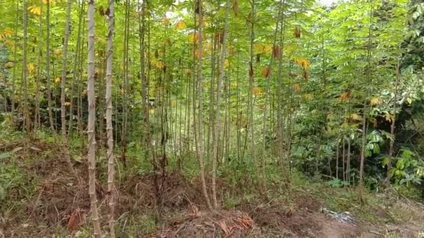 Cassava Manioc Tapioca Teren Plantație Fermă Tradițională Grădinărit Lângă Junglă — Videoclip de stoc