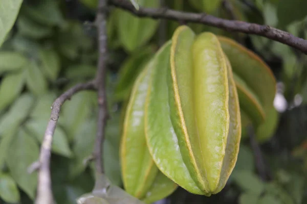 Primo Piano Frutta Stellata Matura Verde Appesa All Albero Averrhoa — Foto Stock