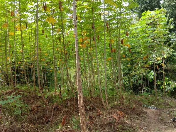 Cassava Manioc Tapioca Ültetvény Mező Hagyományos Kertészeti Farm Mellett Dzsungel — Stock Fotó