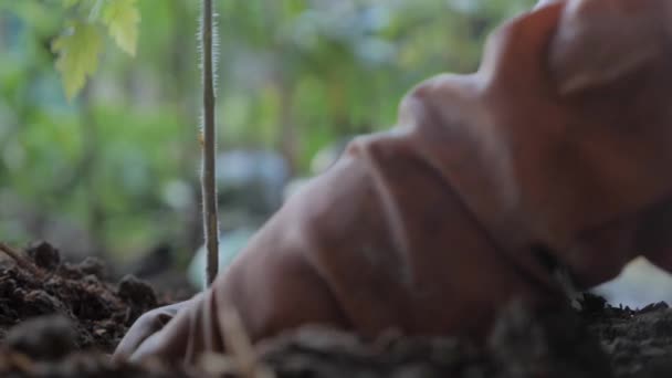 ホームガーデニング 裏庭の汚れた土壌にトマトの植物の種を植える人 — ストック動画