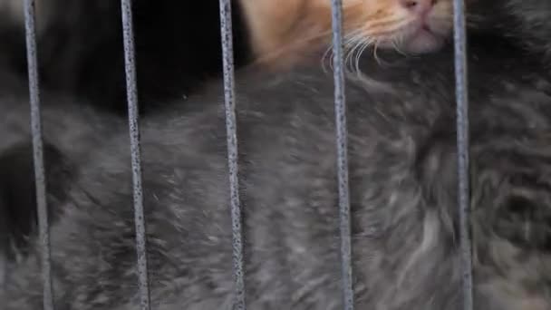 Gros plan de pauvres petits chatons dans une cage — Video