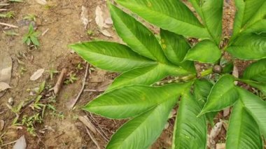 Yeşil Porang bitkisi Amorphophallus Konjac fili yam konjak, Konjaku, Konnyaku Patatesi, şeytan dili, voodoo zambağı olarak da bilinir. 