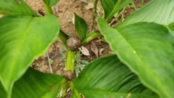 Planta Verde Porang Amorphophallus Asemenea Cunoscut Sub Numele Konjac Elefant — Videoclip de stoc