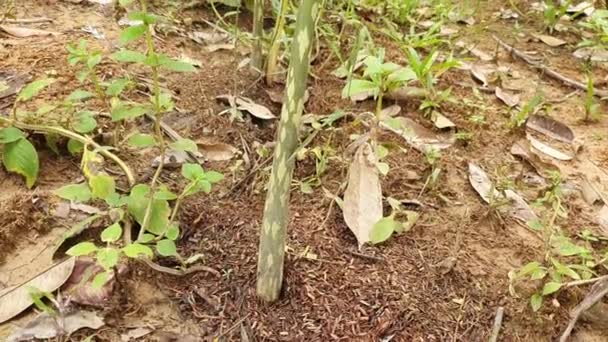 Planta Porang Verde Amorphophallus Também Conhecido Como Konjac Elefante Inhame — Vídeo de Stock