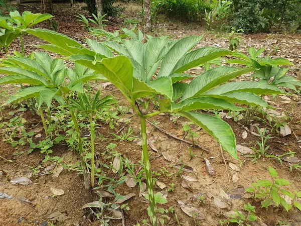 Pianta Verde Porang Amorphophallus Noto Anche Come Konjac Elefante Yam — Foto Stock