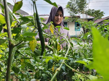 Asyalı Müslüman kadın yeşil biber hasat ediyor, kuş gözü biber ağaçta asılı, sebze bahçesi organik çiftlik konsepti