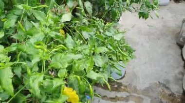 Yeşil biber bitkisi, kuş gözü biberi ağaçta asılı, ev bahçesi sebze sebzesi organik tarım konsepti