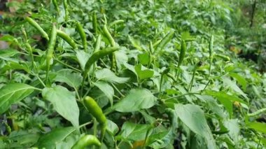 Yeşil biber bitkisi, kuş gözü biberi ağaçta asılı, ev bahçesi sebze sebzesi organik tarım konsepti