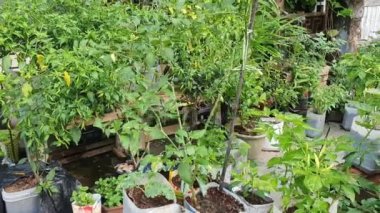 Arka bahçedeki saksı bitkileri, organik gıda kaynağı konsepti için ev bahçeleri.