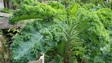 Arka bahçedeki saksı bitkileri, organik gıda kaynağı konsepti için ev bahçeleri.