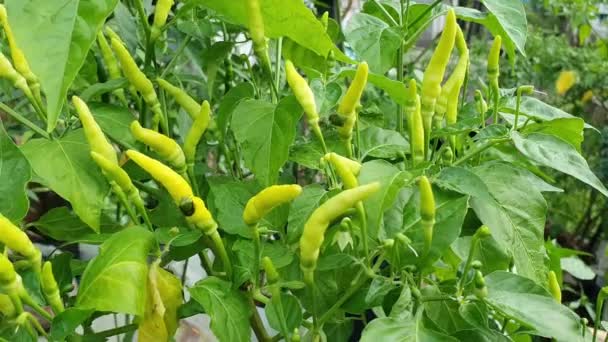 Grüne Chilipflanze, Vogelauge Chilischote hängt am Baum, Gemüsebauernhof-Konzept für den Hausgarten — Stockvideo