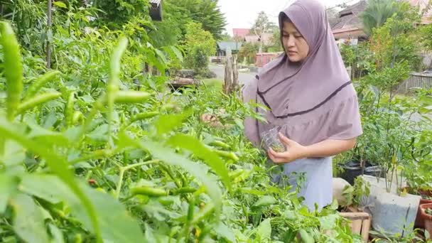 Azjatycka muzułmanka zbierająca zieloną paprykę chili, ptasie oko chili wisi na drzewie, domowy ogród warzywny koncepcja gospodarstwa ekologicznego — Wideo stockowe