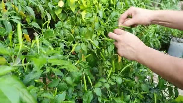 Азиатская мусульманка собирает зеленый перец чили, птичий глаз чили висит на дереве, домашний сад овощной органической фермы — стоковое видео