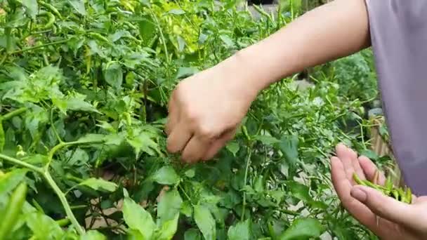 Femme musulmane asiatique récoltant du piment vert, piment d'oeil d'oiseau accroché à un arbre, concept de ferme biologique de légumes de jardin à la maison — Video