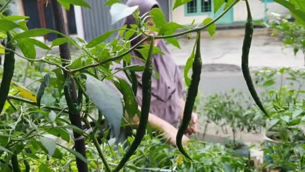 ChiliAsian muzułmanin kobieta zbioru zielonej papryki chili, oko ptaka chili wisi na drzewie, ogród domowy warzyw ekologicznej koncepcji gospodarstwa — Wideo stockowe