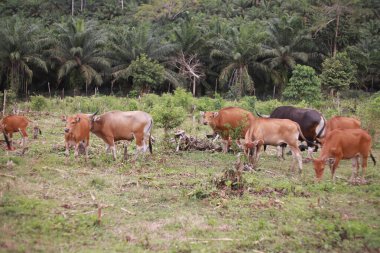 Evcil sığır öküzü, sığır boğası, sapi sapi bos javanicus tarlada ot yiyen Endonezya 'da organik sığır eti çiftliği.