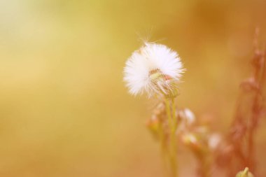 Doğal yaz sabahı, vahşi çiçeğin makro görüntüsünü kapat.
