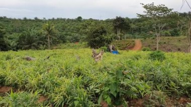 Ginger çiftliği, Endonezya 'da organik tarım endüstrisi.