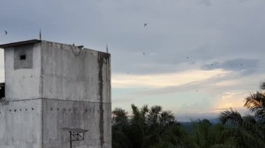 Evcilleştirilmiş Kırlangıç Kuş Yuvası Binası Endonezya 'da Kuş Yuvası Yemek Sanayisi